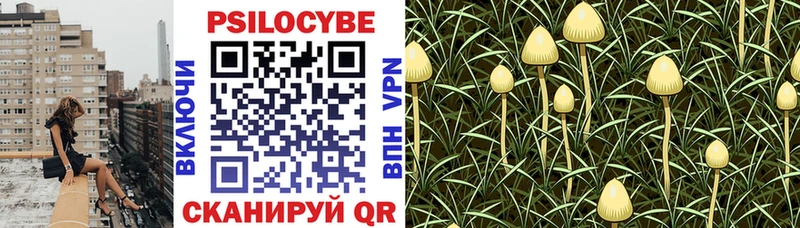 Галлюциногенные грибы Psilocybe  Берёзовский 
